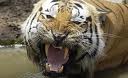 Save Our Tigers!